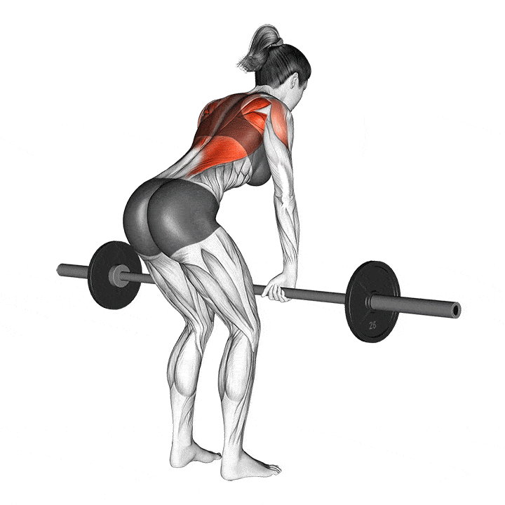 barbell bent over row