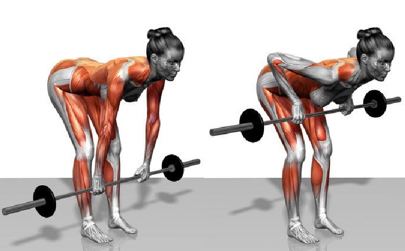 Bent Over Rows
