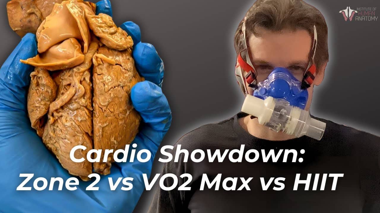 zone-two-training-mitochondria-boost