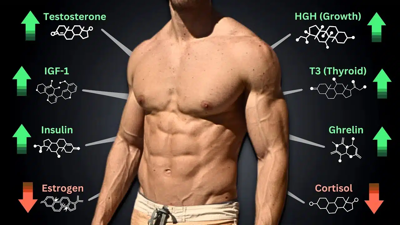 optimize-anabolic-hormones-blood-flow-sauna-amino-acid